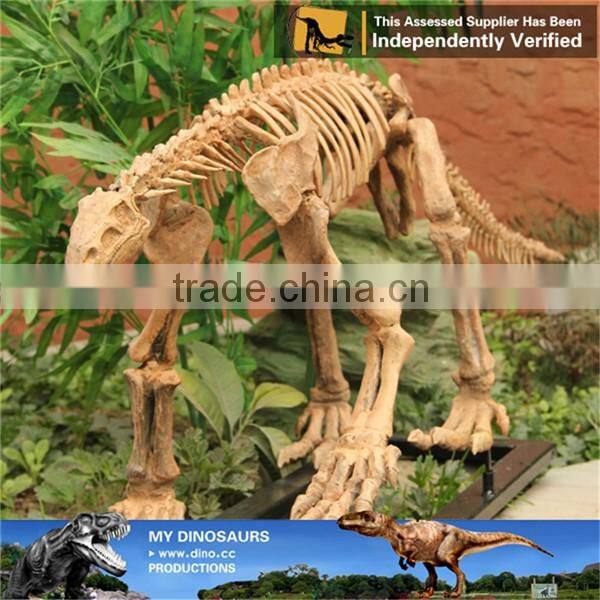 MY Dino-C070 Resin animal skeleton for musuem exhibition