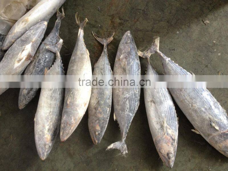 2016 Newly Seasoned Strip Bonito size 1-1.5kg or up