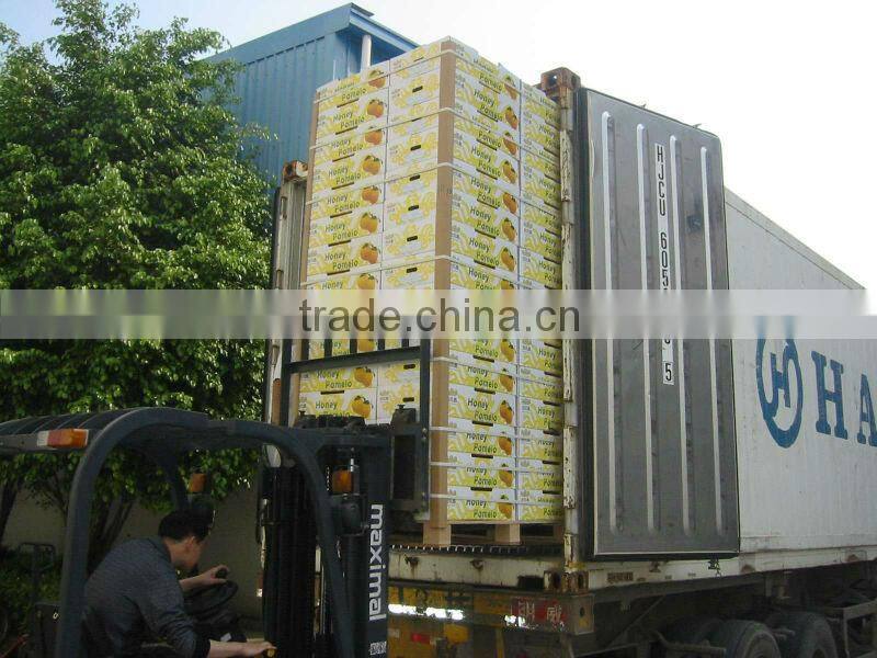 Fresh China's high quality pomelo