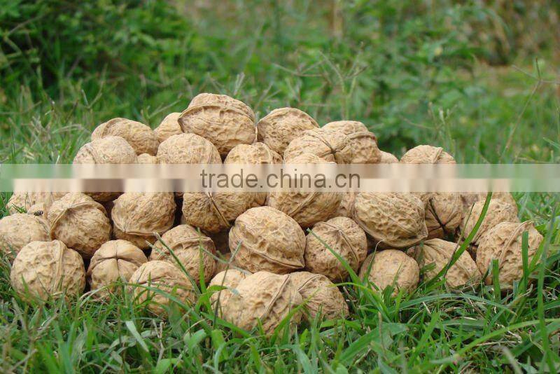 Chinese walnuts in Shell