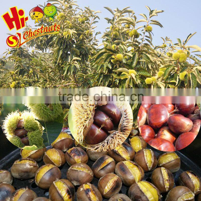 OEM Roasted Ringent Chestnut Oriental Snacks