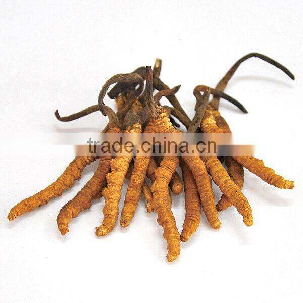 Tibetan Cordyceps sinensis