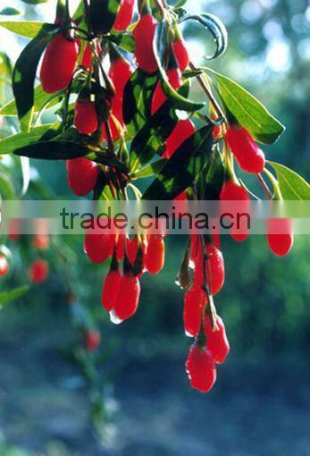 Barbary Wolfberry Fruit Powder from GMP manufacturer