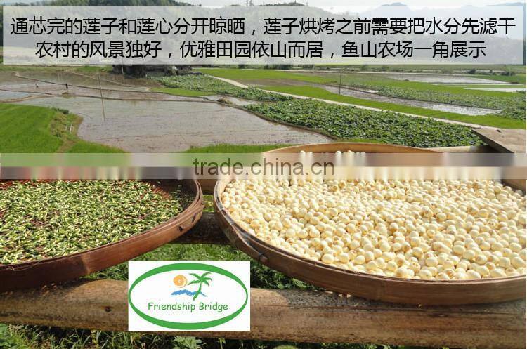 Nelumbo nucifera Gaertn Lotus nut Lotus seeds