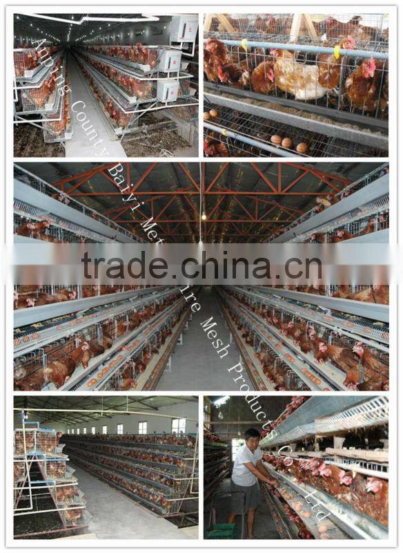 Chicken Cage Poultry Farm