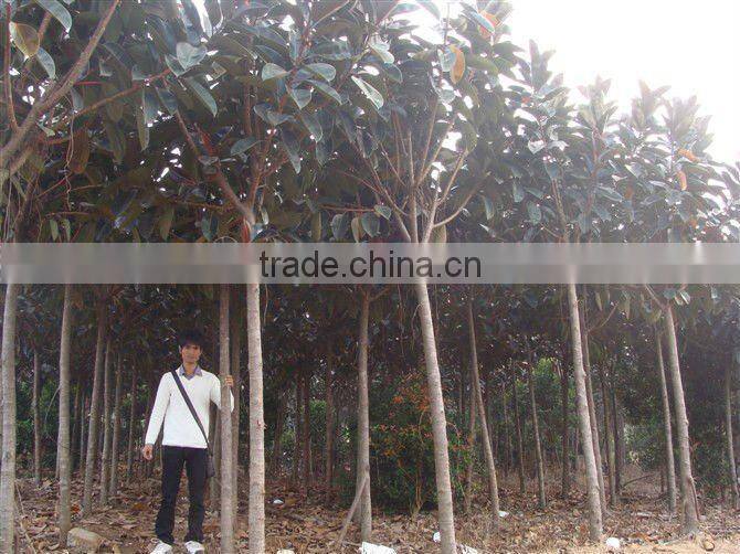 Ficus elastica landscaping trees