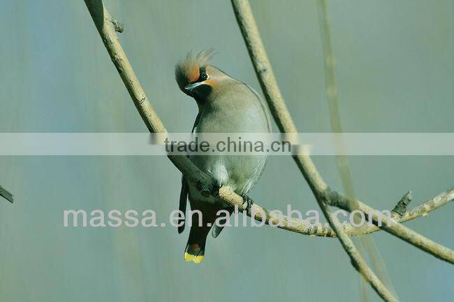 2.0x 74mm Telephoto lens 827