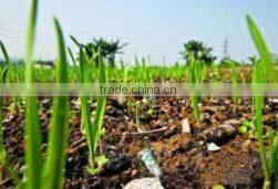 2014NEW white Biodegradable plastic T-shirt bag