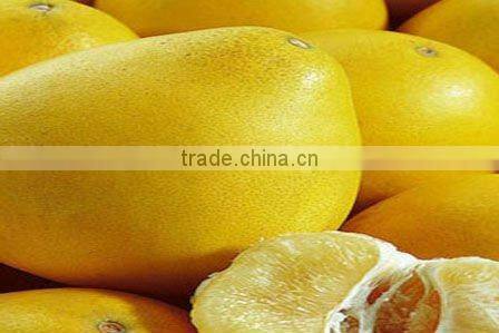 Chinese Fresh honey pomelo supplier