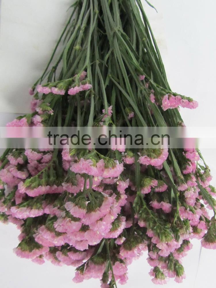 Fresh factory direct fresh cut myosotis flower