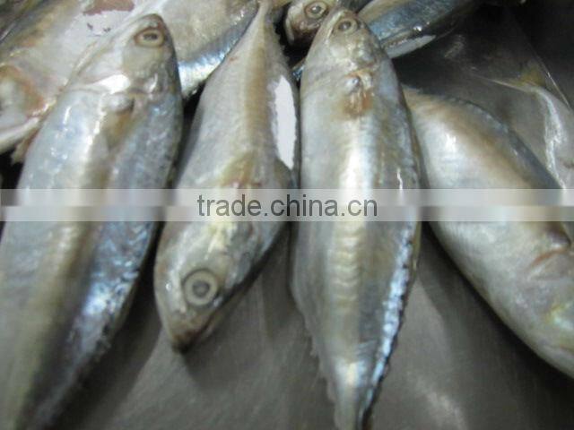 Indian mackerel