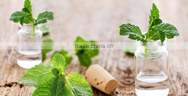 100% Natural Peppermint Oil From India