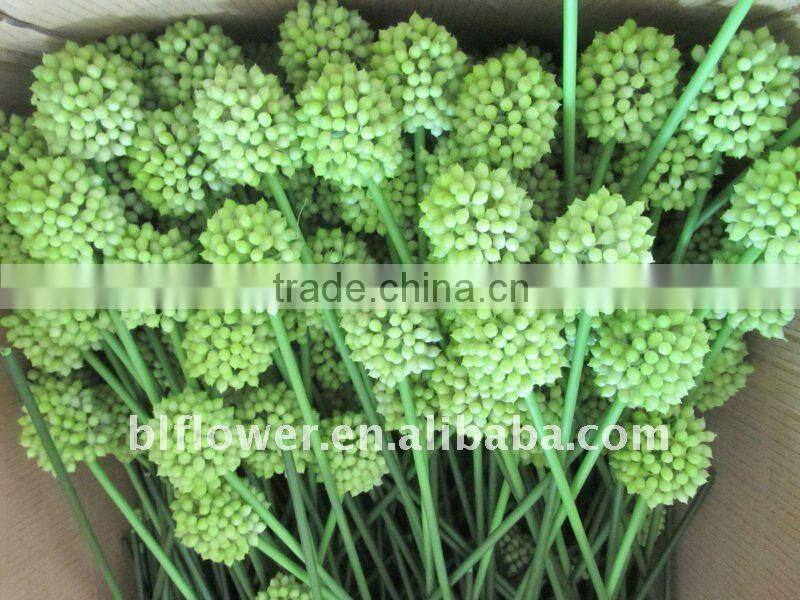 artificial plastic allium