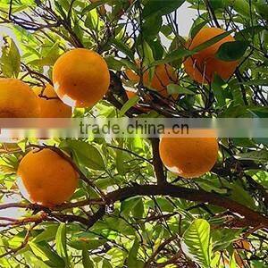 fruit tree seedling