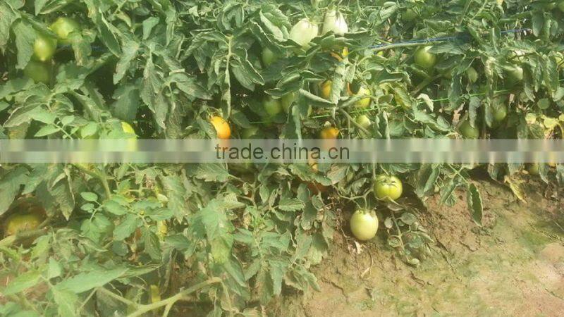 Red Jumbo F1 Hybrid Tomato Seeds
