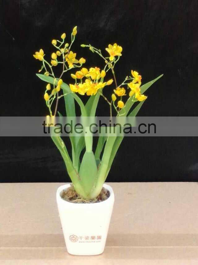 Oncidium orchid