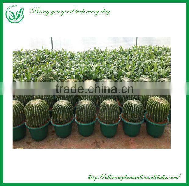 Echinocactus grusonii Var.subinermis Bonsai Cactus