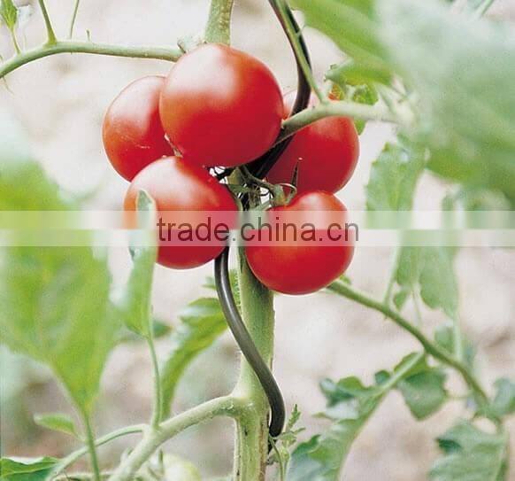 2017 New design tomato spiral plant support/tomato spiral/spiral tomato stake