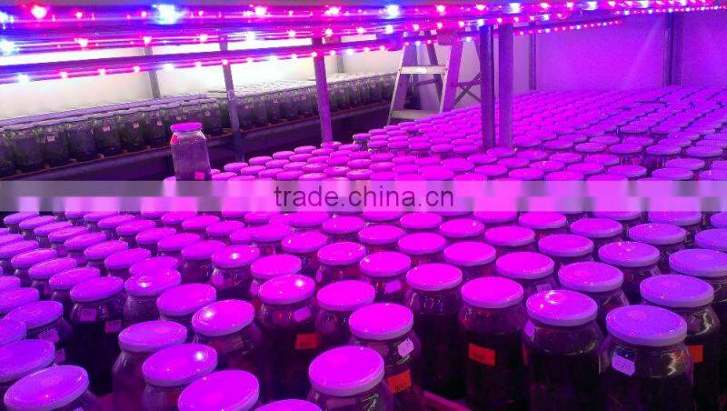 Professional t8 20w led vertical garden grow light for vertical hydroponic system