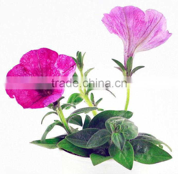 Fashion Twelve constellations lucky flower potted plant -forget-me-not