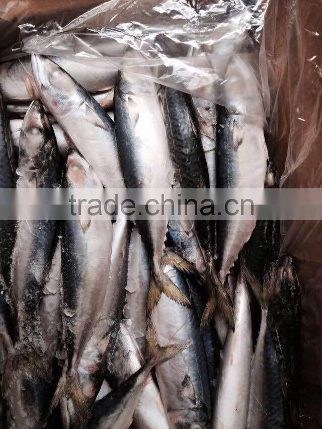 Land Frozen Mackerel Fish