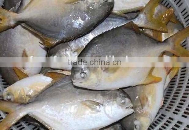 Frozen Golden Pomfret Fish