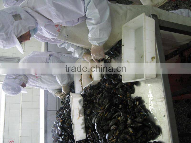 IQF blue mussel meat