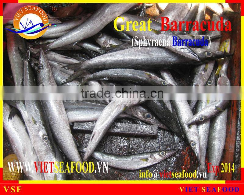 FROZEN BARRACUDA FISH
