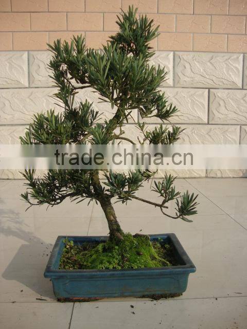 Podocarpus macrophyllus bonsai