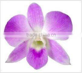 Thailand Best Quality D-004 Dendrobium Sonia Orchid