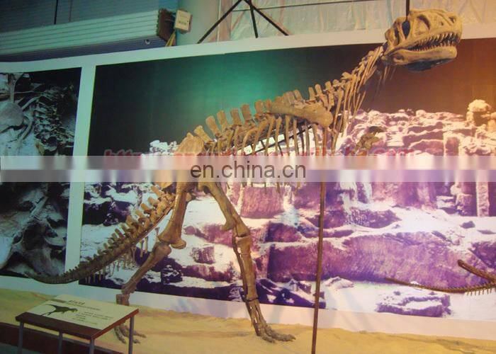 Prehistoric Animal Dinosaur Skeletons for Sale