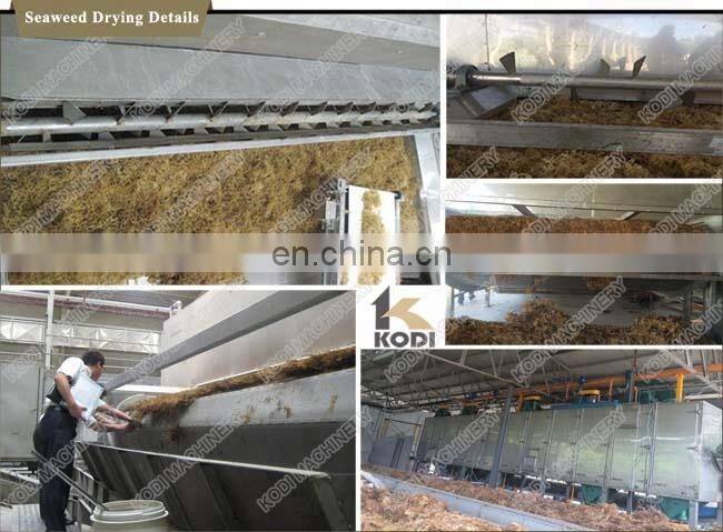 DW Model Seaweed Mesh Belt Drying Machine