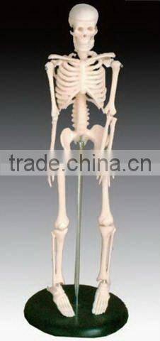 170CM Skeleton model
