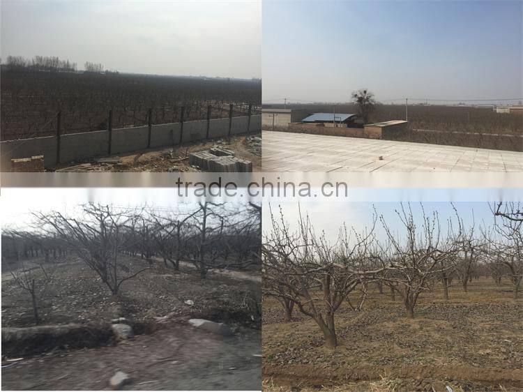 effectual for selling fragrant pear