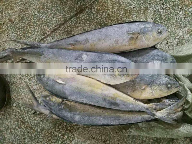frozen whole mahi mahi fish for market 1kg up