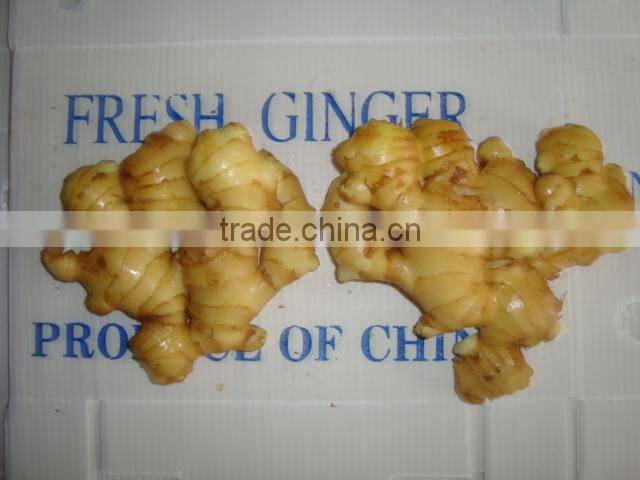 new crop fresh ginger