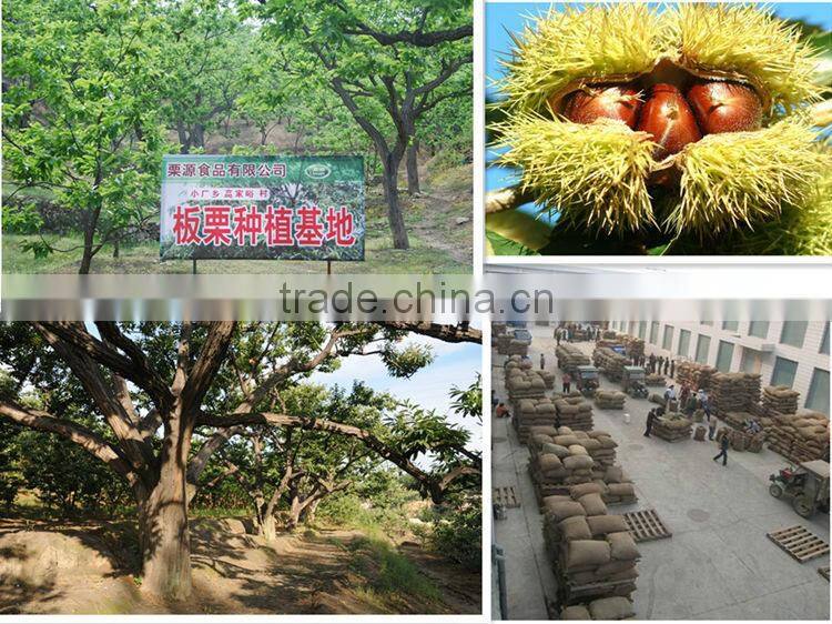 2015 new corp hot sale sweet organic and common fresh chestnuts 30/40 40/60
