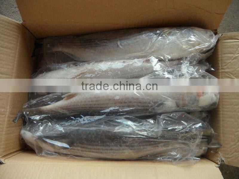 frozen whole round mullet(mugil cephalus)