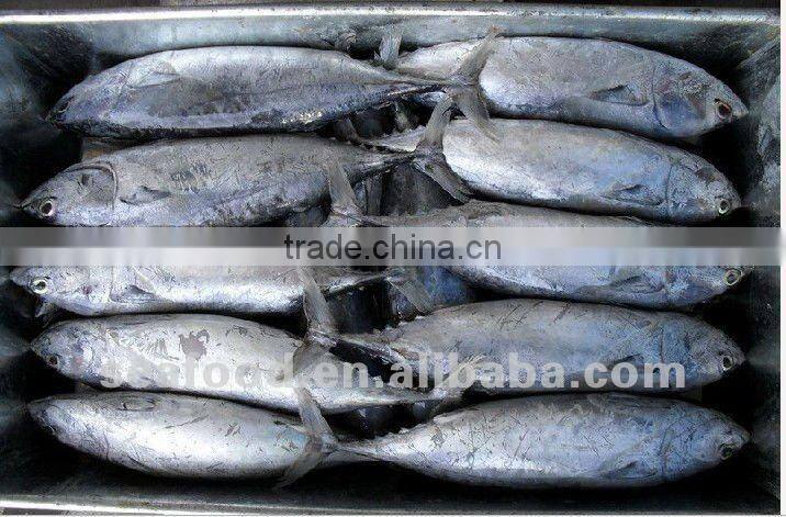 China fresh frozen bonito whole round