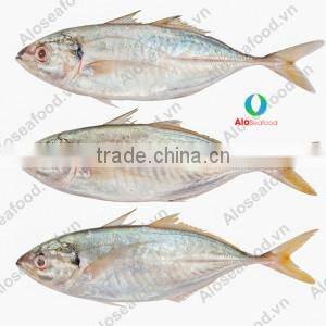 SCAD: ROUND/ LAYANG/ YELLOW TAIL/ YELLOWSTRIPE/ BIG EYES