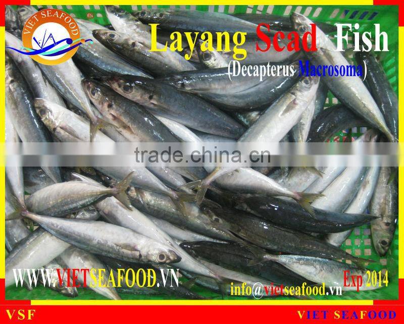 FROZEN LAYANG SCAD WHOLE ROUND