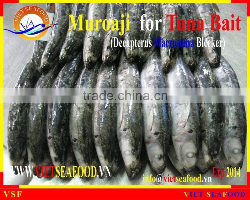 FROZEN MUROAJI FOR TUNA BAIT