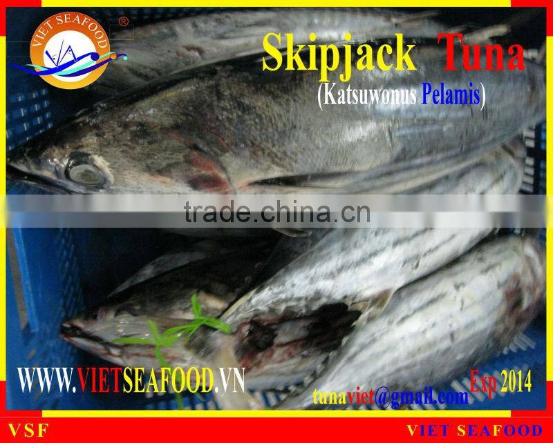 WHOLE ROUND FROZEN SKIPJACK TUNA