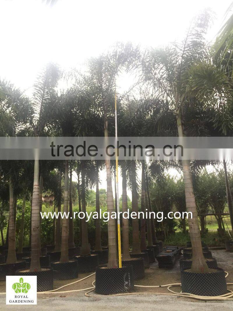 Wodyetia bifurcata ( Foxtail palm ) palm tree high 3-6m