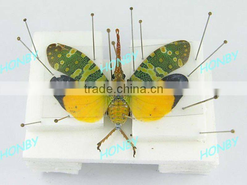 0# Insect Collecting Entomological Pin