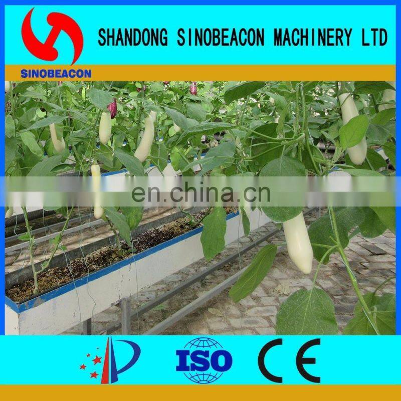 Chinese Aubergine Hydroponics Growing Systems In Greenhouse
