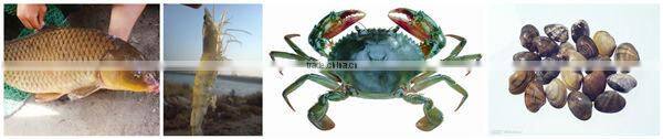 Product for rich fish pond water