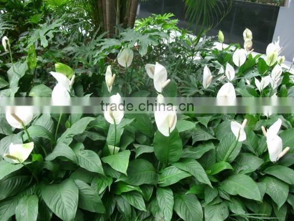 Real Touch Plastic Plant Artificial Spathi phyllum