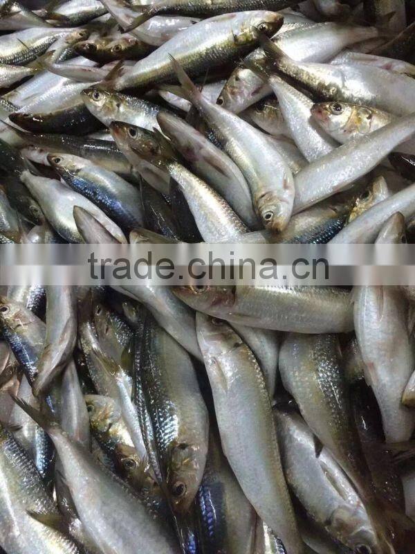 producers of sardine food cans