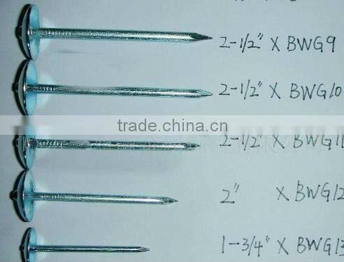 Common round Nail wire iron nail